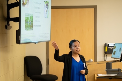 Daniela Aleman Perez ’25 has always had a passion for birds. She’s been alarmed at the steady global decline of bird populations due to a variety of the threats. One such threat to the populations are bird collisions. It is estimated that over a billion birds die each year worldwide due to collisions with glass windows. An environmental science major with a concentration on ecology, Perez decided to focus on bird collisions on campus, which is home to a variety of species, including mourning doves, dark-eye