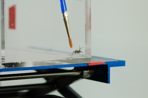 Corridore is among a record 155 students across disciplines engaged in paid research this summer. Most projects are funded through the College’s undergraduate research program